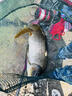 北溟魚(yú)北溟磯二代5號(hào)硬度滑漂竿路滑磯釣竿全套超輕超硬遠(yuǎn)投竿釣魚(yú)竿 3.9m 5號(hào) 北溟磯二代單桿 曬單實(shí)拍圖