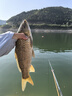 達摩浮漂去殼孔雀羽高靈敏鯽魚(yú)漂加粗醒目黑坑漂綜合漂淺水漂kc30 KC30（長(cháng)腳長(cháng)尾）綜合版 粗尾 1號2號3號各一支 曬單實(shí)拍圖