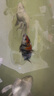 欣錦寵錦鯉活體日本純種昭和白寫(xiě)觀(guān)賞魚(yú)進(jìn)口精品錦鯉活魚(yú)淡水魚(yú)苗冷水魚(yú) 大正三色錦鯉 15-18cm 曬單實(shí)拍圖