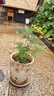 文竹盆栽室內(nèi)客廳植物花卉辦公室綠植桌面凈化空氣創(chuàng)意小盆景原盆 精選小文竹【15-22cm高】6盆+育苗盤 曬單實拍圖