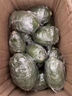 手打檸檬茶專用廣東茂名無籽香水檸檬新鮮現(xiàn)摘奶茶店同款壞果包賠 一級(jí)果70-200g 果皮青綠，瑕疵低 3斤（對(duì)大小有要求請(qǐng)備注） 曬單實(shí)拍圖