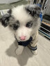純種隕石邊牧幼犬邊境牧羊犬活體七白三通黑白金邊中型犬寵物小狗 血統(tǒng)級 隕石色 公 曬單實拍圖