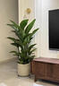 臨雅天堂鳥(niǎo)室內綠植客廳大型綠植盆栽辦公室綠蘿柱大葉植物花卉盆景 天堂鳥(niǎo)5苗 1.1-1.2m【白菱形盆】 曬單實(shí)拍圖