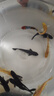 錦鯉魚(yú)金魚(yú)活魚(yú)黃金鯉黑錦鯉紅色魚(yú)白錦鯉小型耐活好養冷水蝴蝶鯉 8-10黑魔碟錦鯉5條 曬單實(shí)拍圖
