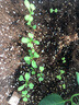 京研生菜種子結(jié)球脆葉水培菜種籽意大利羅馬直立玻璃奶油生菜蔬菜籽孑 京研意大利生菜20克 曬單實拍圖