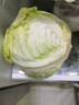 密農(nóng)人家鮮嫩圓白菜 綠甘藍新鮮蔬菜  新鮮現(xiàn)摘綠球白菜500g 曬單實拍圖