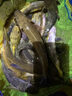 垂神吳亞釣魚(yú)野釣鯽魚(yú)腥野釣開(kāi)餌鯽魚(yú)香魚(yú)餌垂釣使用優(yōu)選粉末狀通用 吳亞垂神鯽  鮮香300g+腥300g*1 曬單實(shí)拍圖