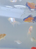 AIPHAROW百褶泰獅冷水金魚(yú)精品活魚(yú)進(jìn)口f1紅菠蘿泰師櫻花黑色百褶裙國粹 5-6CM包金精選百褶泰獅1條 曬單實(shí)拍圖