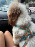 拉夫威爾ruffwear福朗特胸背狗狗胸背帶大小型犬拉布拉多背心式牽引背帶 春日山脈 S 曬單實(shí)拍圖