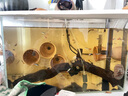 小型熱帶觀賞魚魚活體魚苗活體孔雀魚天使魚好養(yǎng)耐活漁場直發(fā)活魚 孔雀魚隨機24條送備損6條+魚食 曬單實拍圖
