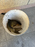 正品名倫羽魚竿手竿碳素釣魚竿超輕超硬28調(diào)臺(tái)釣竿19調(diào)大物竿 4.5m 8H 19調(diào) 黑坑大物 曬單實(shí)拍圖