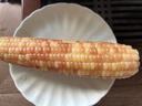 傣薩金谷西雙版納香糯小玉米花糯玉米4斤云南即食玉米真空包裝早餐低脂 曬單實拍圖