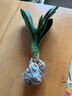雅卉君子蘭盆栽精品綠植花卉植物室內(nèi)圓頭和尚帶花苞大苗當(dāng)年開(kāi)花 精品君子蘭7-9片葉子+生根粉 不含盆 曬單實(shí)拍圖