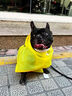 嬉皮狗（hipidog）柯基犬專(zhuān)用狗狗雨衣中小型犬泰迪雪納瑞柴犬寵物雨天衣服防水肚兜 洛克黃鴨鴨造型雨衣 L 推薦狗狗體重19-24斤 曬單實(shí)拍圖