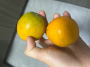 鮮聞果偏酸口湖北橙子秭歸夏橙臍橙榨汁橙當(dāng)季酸甜新鮮水果生鮮應(yīng)季時(shí)令 整箱5斤凈重4.5斤單果55-60mm 曬單實(shí)拍圖