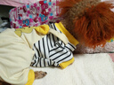 MIKI PAD寵物狗狗衣服小型犬可牽引外出背帶褲春夏幼犬衣服比熊泰迪雪納瑞 黃色小熊背帶褲 XL背長(zhǎng)40cm（參考體重13-17斤） 曬單實(shí)拍圖