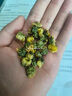 花色堂去肝火菊花茶胎菊王胎菊正宗桐鄉(xiāng)胎菊特級泡水喝的花茶杭白菊胎菊去肝火 清熱解毒 養(yǎng)生特級桐鄉(xiāng)胎菊王250克 凈重無干燥劑 曬單實拍圖