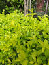 元正山 元正組合茶葉金絲蕊小種紅茶香滿庭武夷山特級150g罐裝紅茶正山堂旗下 曬單實拍圖