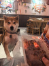 拉夫威爾24款秋冬新品 福朗特 狗狗項(xiàng)圈ruffwear狗繩子小型犬柯基狗狗鏈子 珊瑚魚 M 曬單實(shí)拍圖