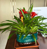 鴻運(yùn)當(dāng)頭盆栽花卉植物室內(nèi)花客廳四季開花好養(yǎng)活鳳梨水培綠植陽臺 鴻運(yùn)當(dāng)頭+孔雀綠招財(cái)進(jìn)寶盆 帶盆栽好 曬單實(shí)拍圖