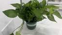 雙盟綠蘿盆栽除甲醛花卉綠植辦公室新房凈化空氣180加侖4盆裝源頭直發(fā) 曬單實(shí)拍圖