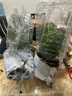 大禹矮生番茄苗盆栽小西紅柿苗帶土秧苗種子圣女果樹(shù)苗壽光水果蔬菜苗 盆栽紅/黃矮生小番茄各1盆帶盆土 曬單實(shí)拍圖