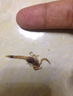 殺蝎子專用藥家用殺蜘蛛噴霧滅蜘蛛神器無毒滅長(zhǎng)腿蜈蚣液體殺蟲粉 一瓶裝【殺蟲專用】 曬單實(shí)拍圖