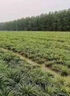 石菖蒲除草專用i劑除草爛根雜草神器一掃光三年不長安全不傷苗 一瓶裝【能打30斤水】 曬單實拍圖