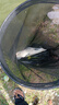 狂浪青顆粒新款青魚(yú)餌料果味掛鉤窩料小藥狂狼青黑坑草魚(yú)專用魚(yú)餌 狂浪青【果味】 2包（1350g*2） 曬單實(shí)拍圖