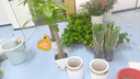 嘆為觀止大型獨桿發(fā)財樹慶典喬遷盆景綠植辦公室盆栽客廳大型植物 單桿發(fā)財樹1.2-1.4米 含盆 曬單實拍圖