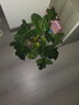 行湘水培綠植盆栽盆景桌面觀葉植物春羽3株30-35cm不含瓶 源頭直發(fā) 曬單實(shí)拍圖