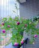 月季花苗四季開(kāi)花大花濃香型灌木月季苗庭院陽(yáng)臺盆栽地栽玫瑰花苗 瑪姬嬸嬸【小花濃香，多季節開(kāi)花】 扦插小苗15-25cm高 1棵 曬單實(shí)拍圖