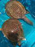 八里河甲魚鮮活食用生態(tài)野外生長老鱉外塘散養(yǎng)水魚新鮮王八青黃背 正宗外塘生態(tài)老甲魚 4-5年【3-3.3斤公鱉】鮮活到家 曬單實拍圖