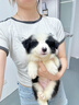 柴墨精品邊牧幼犬血統(tǒng)級(jí)寵物狗狗狗活體家養(yǎng)高智商幼崽狗 血統(tǒng)級(jí) 【黑白色】邊牧 曬單實(shí)拍圖