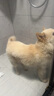 波奇多寵物訓(xùn)犬套裝(金屬p鏈+犬笛+響片)p繩狗狗牽引繩遛狗鏈子訓(xùn)狗神器 曬單實(shí)拍圖