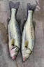 日本進(jìn)口防纏繞釣魚(yú)火線(xiàn)跨境魚(yú)線(xiàn)路亞臺釣超強拉力 50米黑色火線(xiàn) 0.3 曬單實(shí)拍圖