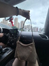 蔻馳（COACH）【品牌直供】LAUREL女士小號HOBO手提單肩流浪包 沙黃色拼灰褐色 曬單實(shí)拍圖