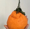 栩季（XUJI）四川丑橘不知火丑八怪耙耙柑新鮮孕婦水果當(dāng)季特級(jí)粑粑柑整箱丑桔 5斤 甄選大果 曬單實(shí)拍圖