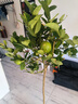 香水檸檬樹苗盆栽可結(jié)果樹苗大型綠植室內(nèi)客廳四季好養(yǎng)植物 檸檬樹1-1.2米+原盆 曬單實拍圖