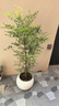 植男植女南天竹室內(nèi)辦公室精品大型綠植盆栽客廳造景真樹四季常青源頭直發(fā) 曬單實(shí)拍圖