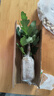 傲點(diǎn)當(dāng)年結(jié)果無(wú)花果樹(shù)苗波姬紅大果甜度高庭院陽(yáng)臺(tái)盆栽地栽水果苗 1.5-2公分粗 曬單實(shí)拍圖