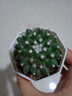 雪糕仙人球?qū)嵣∮衅贩N花卉好養(yǎng)活仙人掌類開(kāi)花白毛 1盆雪糕4.5-6公分配白八角盆栽好 曬單實(shí)拍圖