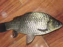 超級京神魚(yú)餌通殺懶人顆粒狀餌料魚(yú)餌添加劑垂釣野釣黑坑釣魚(yú)鯉魚(yú)鯽魚(yú)羅非 果香味大顆粒+小顆粒 各1瓶【秒見(jiàn)效】 曬單實(shí)拍圖