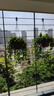 常春藤盆栽室內(nèi)客廳陽臺(tái)易養(yǎng)垂吊綠植物花卉爬藤綠植吊蘭四季常青 壁掛常青藤【原盆土+掛鉤】 曬單實(shí)拍圖