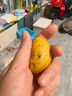 小臺農(nóng)芒果 熱帶當季新鮮水果整箱 小臺農(nóng)芒果3斤單果50g+ 曬單實拍圖