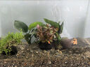 瘋狂水草坨草魚缸水草植物直接入缸真水草4棵魚缸造景套餐 源頭直發(fā)包郵 曬單實(shí)拍圖