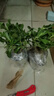 重瓣沙漠玫瑰盆栽花苗老樁植物四季花卉綠室內陽(yáng)臺小盆景好養易活 精品混色8年苗發(fā)兩盆【主圖款】當年開(kāi)花爆盆+肥 曬單實(shí)拍圖