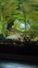 云峰海瑞黑殼蝦清潔蝦觀賞蝦 魚缸水族箱水草缸清潔除藻淡水 【漂亮清潔蝦】新手套餐 曬單實(shí)拍圖