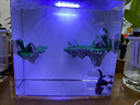 寵盒桌面生態(tài)魚(yú)缸亞克力小型客廳免換水水族箱迷你家用觀(guān)賞魚(yú)飼養魚(yú)箱 白色背濾小魚(yú)缸+造景 曬單實(shí)拍圖