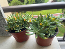睿格達藍蘋果藍精靈精品多肉植物陽臺室內多頭老樁肉肉大顆盆栽好養(yǎng)活 藍蘋果大群7-15頭老樁 帶盆栽好 曬單實拍圖